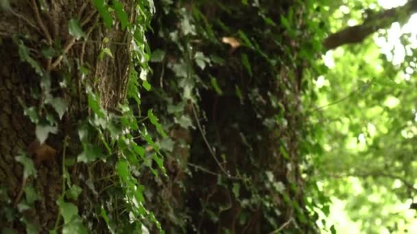 Een Boomstam Verweven Met Klimop Met Weelderig Groen Blad Een — Stockvideo