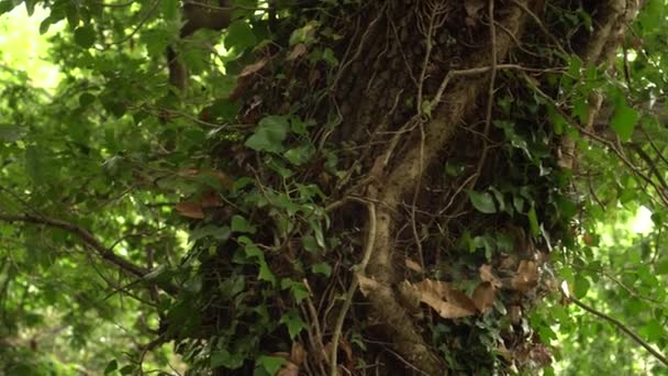 Tronco Árbol Entrelazado Con Hiedra Con Frondosas Hojas Verdes Bosque — Vídeo de stock