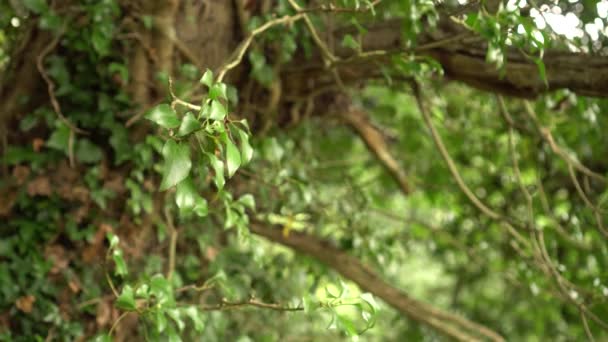 Fiatal Borostyán Lebegett Egy Törzs Vadon Élő Erdőben Egy Napsütéses — Stock videók