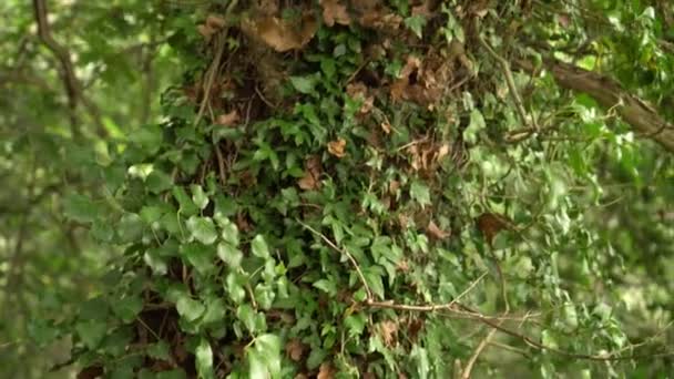 在野生森林中与茂密的绿叶交织在一起的树干 阳光穿过树叶 — 图库视频影像