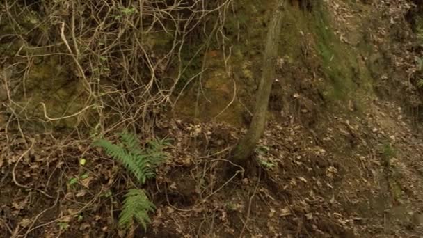 野生の森の深い渓谷 裸の木の根を持つシダで育った — ストック動画