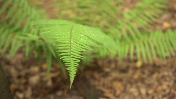 Ormbunke Grenar Den Vilda Skogen Närbild — Stockvideo