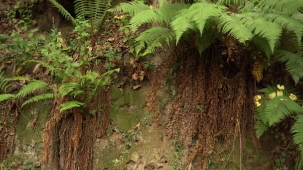 branches de fougère dans la forêt sauvage sur une pente verticale 