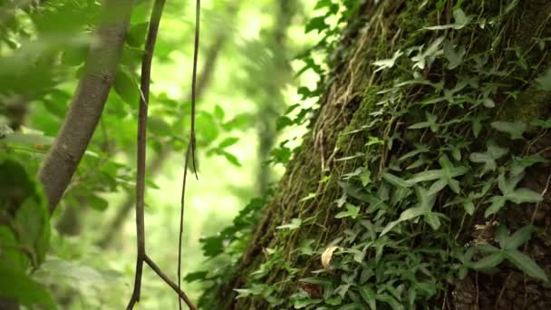 在野生森林中与茂密的绿叶交织在一起的树干 阳光穿过树叶 — 图库视频影像