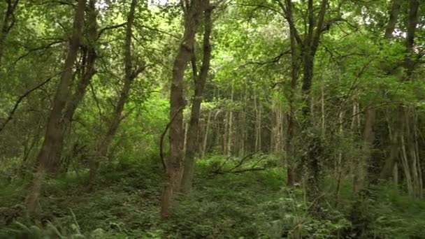 Плотный Дикий Лес Зарослями Папоротника Нетронутая Природа — стоковое видео