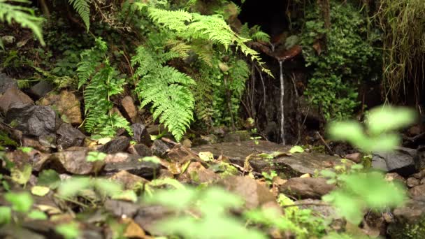 Patak Egy Sziklás Csatorna Egy Vízesés Vadon Élő Erdőben Páfrány — Stock videók