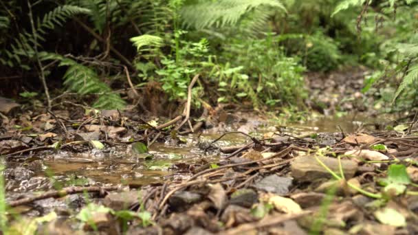 Strumień Lasów Przepływa Wśród Liści Trawy Gałęzi Paproci — Wideo stockowe