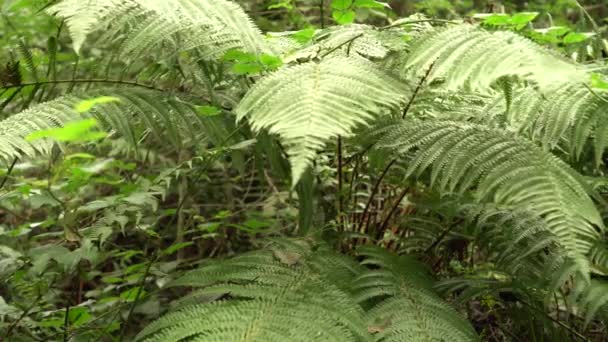 Branches Fougère Dans Forêt Sauvage Close — Video