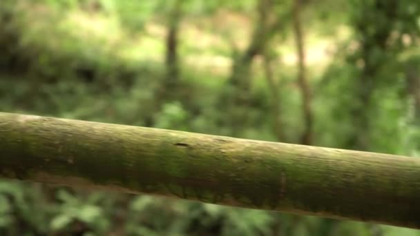 Eine Alte Mit Moos Bewachsene Holztreppe Einem Alten Laubwald Hügeliges — Stockvideo