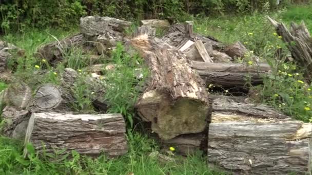 Scié Morceaux Arbre Sur Herbe Avec Des Fleurs Jaunes Récolte — Video