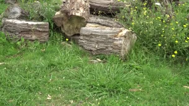 Zersägte Baum Auf Dem Gras Mit Gelben Blumen Brennholz Für — Stockvideo