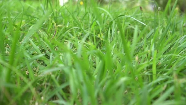 Jeune Herbe Verte Déplace Dans Vent Fond Naturel Pittoresque — Video