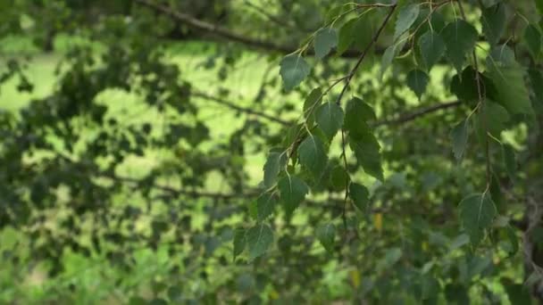 Ветви Березы Зелеными Листьями Плавно Движутся Ветру Красивый Природный Фон — стоковое видео