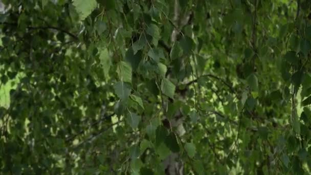 緑色の葉を持つ白樺の密な枝が風の中で滑らかに動きます 美しい森の自然の背景クローズアップ — ストック動画