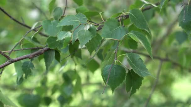 Κλαδιά Της Σημύδας Πράσινα Φύλλα Κινούνται Ομαλά Στον Άνεμο Όμορφο — Αρχείο Βίντεο