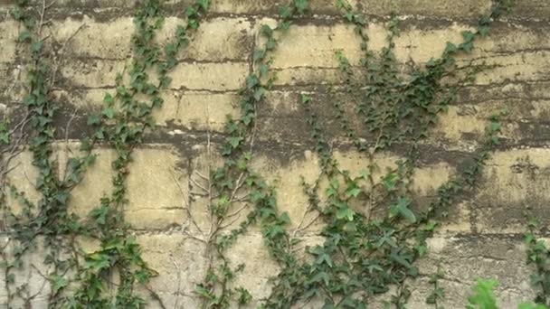 Antigua pared agrietada cubierta de hiedra — Vídeos de Stock