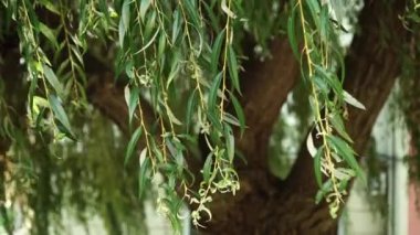 Rüzgarda yeşil yaprakları ile sallanan dalları ile ağlayan söğüt ağacı. Close.
