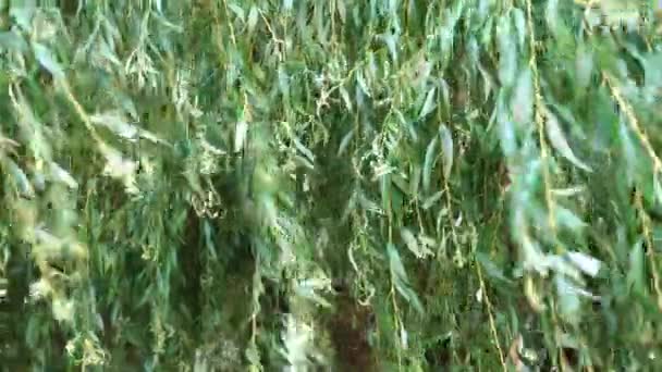 Takken Van Weeping Willow Swingen Wind Positieve Natuurlijke Achtergrond — Stockvideo