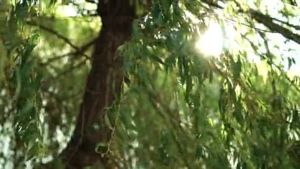 Промінь Сонячного Світла Пролітає Крізь Гілки Плаваючої Верби Відгодовування Пливе — стокове відео