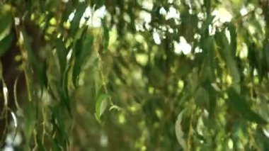 Ağlayan bir söğütdalları ile parlayan bir güneş ışığı. Yapraklar rüzgarda salyalar. Güzel akşam manzarası