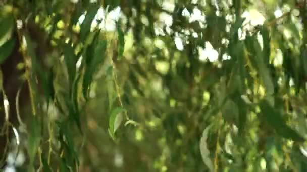 泣く柳の枝を通して太陽の光が輝く 葉は風に揺れる 美しい夜景 — ストック動画