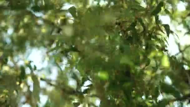 泣いている柳の枝が青空に向かう風に揺れている 下から見る 肯定的な自然な背景 — ストック動画