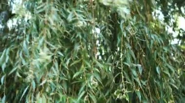 Ağlayan söğüt dalları rüzgarda mavi bir gökyüzüne karşı sallar. Aşağıdan görüntüleyin. Pozitif doğal arka plan