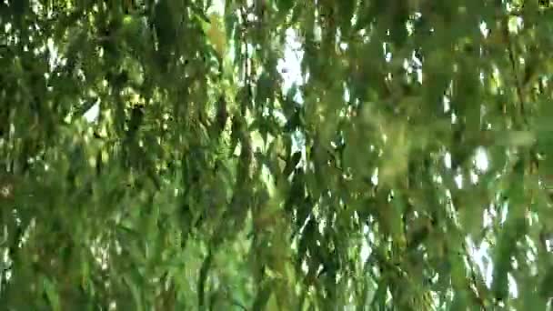 Луч Солнечного Света Сверкает Сквозь Ветви Плачущей Ивы Леса Качаются — стоковое видео