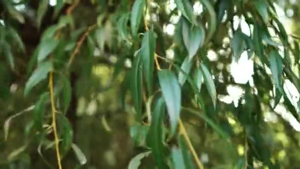 Paprsek Slunečních Paprsků Třpytil Větvemi Plačící Vrby Listoví Větru Krásný — Stock video