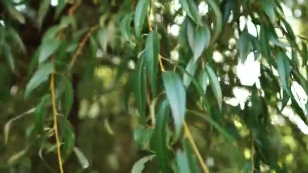 Un rayon de soleil scintille à travers les branches d'un saule pleureur. Le feuillage oscille dans le vent. Belle vue du soir 