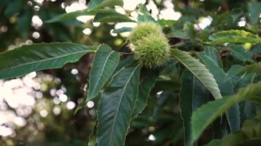 Güneşte yeşil yaprakları olan bir dal üzerinde at kestanesi dikenli meyveler. Diyet takviyeleri hazırlanması için ekolojik doğal ürünlerin kullanımı