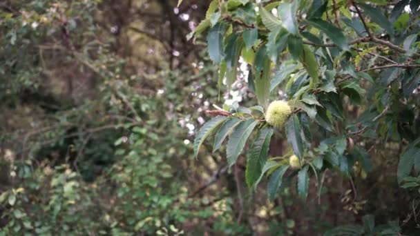 马栗子的刺果在树枝上 有绿叶 自然界中的成熟坚果 — 图库视频影像