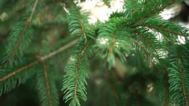 Şafakta ihale dalları ile güzel genç köknar ağacı. Noel büyüsü
