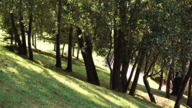 Güneşli bir günde bir yamaçta ormanda Ağaçlar.
