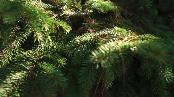 Ramos Comeram Com Agulhas Pinheiro Caídas Neles Uma Floresta Conífera — Vídeo de Stock