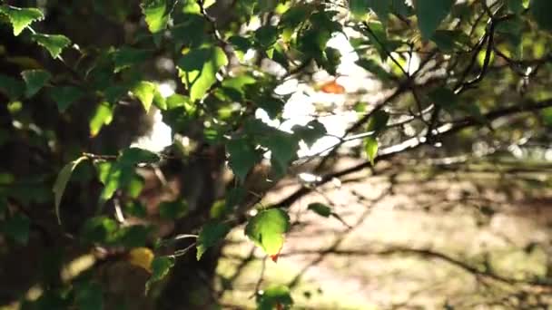 Berken Loof Schittert Zon Een Bos Prachtig Natuurlijk Uitzicht Bij — Stockvideo