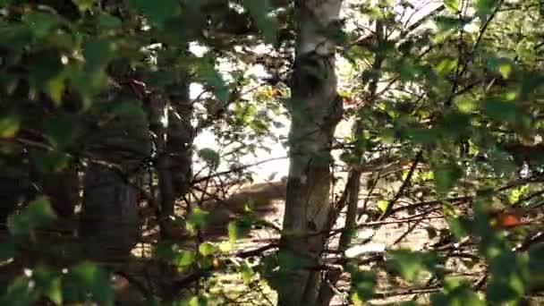 Les feuilles de bouleau scintillent à l'aube au soleil du matin. Concept de conservation de l'environnement 