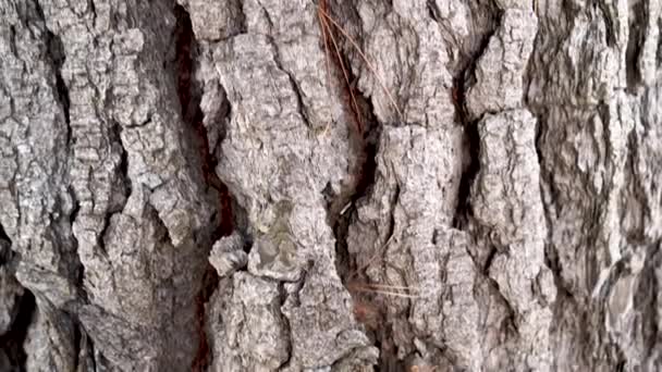 Stammen Gammal Barrträd Med Sprucken Bark Begreppet Visdom Natur — Stockvideo