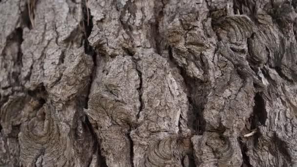 Sole Sbircia Fuori Dal Tronco Vecchio Albero Conifera Con Corteccia — Video Stock