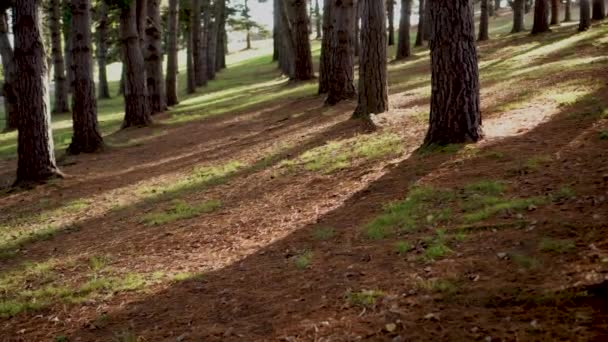Ряды Хвойных Деревьев Склоне Холма Земля Покрыта Травой Упавшими Иглами — стоковое видео