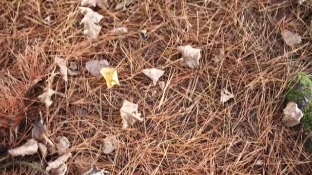 Umgestürzte Nadeln Und Blätter Moosige Nadelwurzeln Wald Einem Sonnigen Tag — Stockvideo