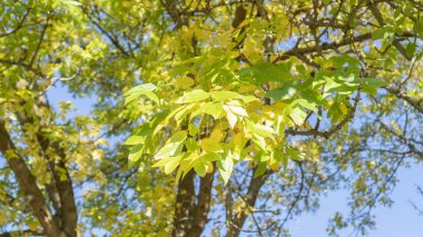 Güzel sarı-yeşil sonbahar yapraklı ağaç dalı