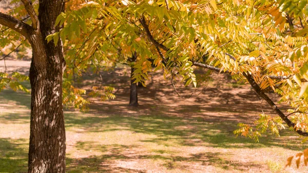 Hermosos árboles de colores en otoño en el bosque y el parque. Calmante paisaje — Foto de Stock
