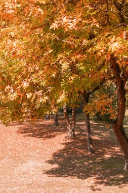 A row of trees in a forest with colorful autumn foliage