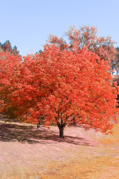 Árvore solitária de outono com folhas vermelhas na floresta — Fotografia de Stock