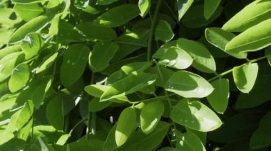 Parlak yaz güneşinin altında yemyeşil yapraklı, yağmurdan sonra damlaları olan bir ağaca yakın çekim.