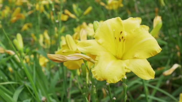 Fechar Uma Flor Lírio Com Botão Amarelo Uma Haste Verde — Vídeo de Stock