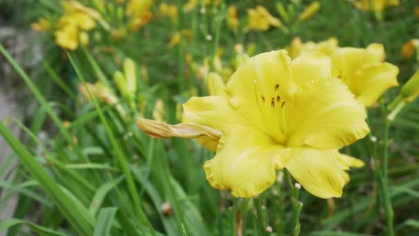 Close Blooming Thickets Yellow Lilies Beautiful Garden Sunny Day Swinging — Stock Video