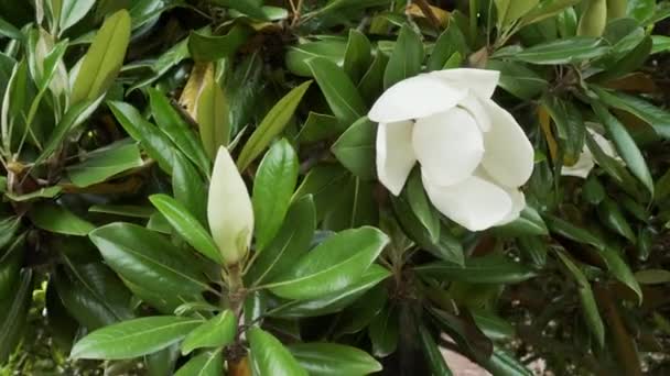 Biały Duży Kwiat Magnolii Drzewie Nieotwarte Zbliżenie Pąka Zielone Liście — Wideo stockowe