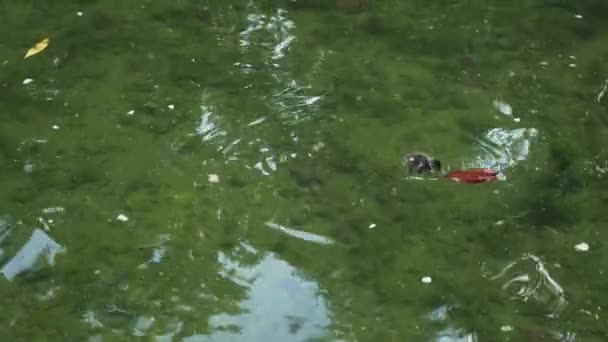 Mignon canard solitaire nage dans un étang sauvage et cherche de la nourriture. Dans l'eau verte d'un lac marécageux. La vie sauvage des oiseaux. Concept de famille 